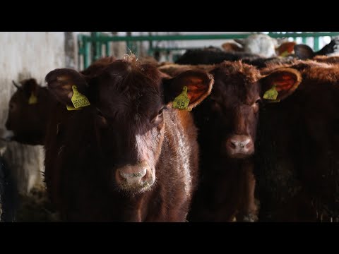 , title : 'Masný hovězí skot se zajímavým původem | Rok zemědělce'