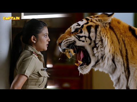 Haseena का हुआ जब खूंखार शेर से आमना सामना ||  Maddam Sir