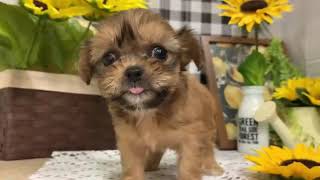 ハーフ犬の動画01