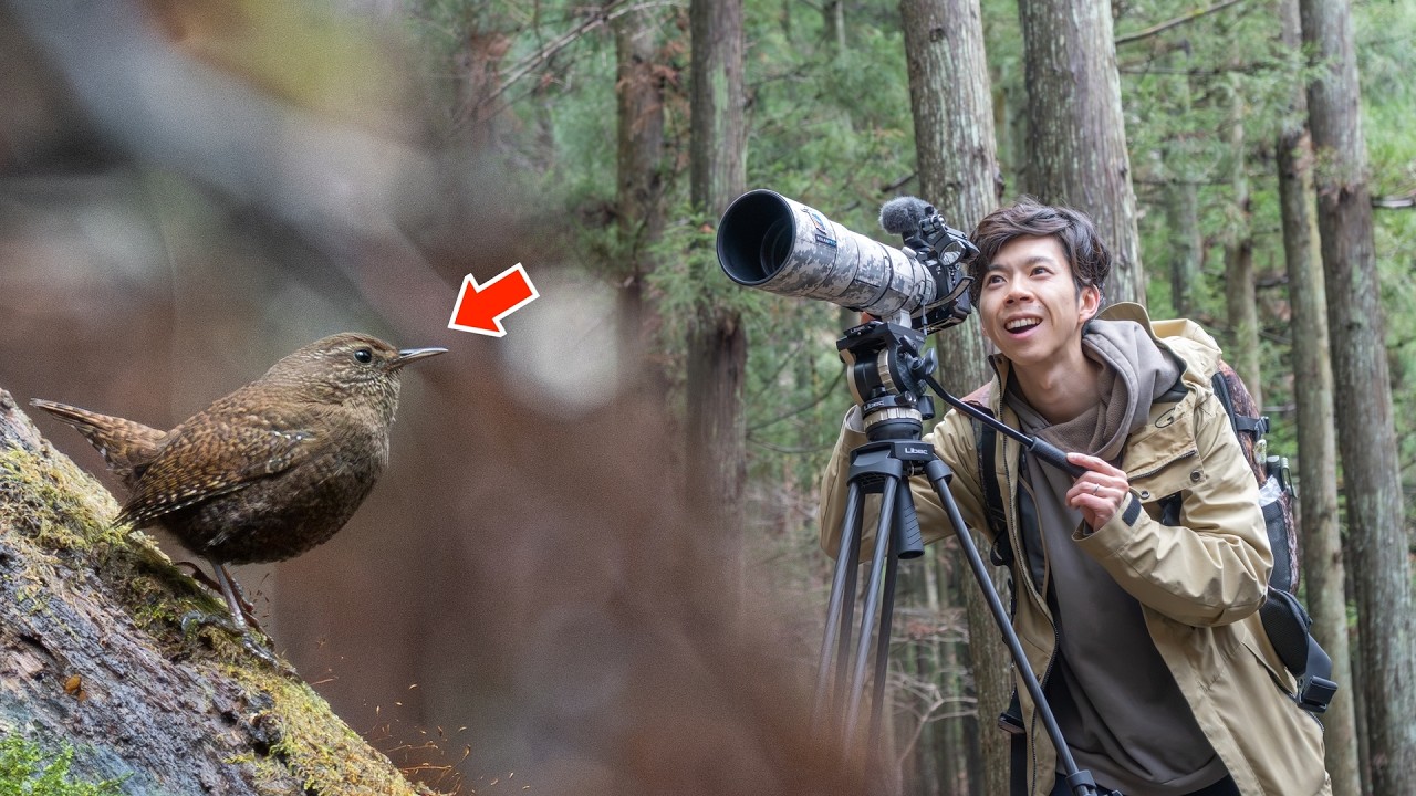 【春始まった！】暗い森の中にいる可愛すぎる鳥を簡単に撮る方法