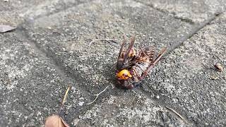 行きずり自然観察【#1】スズメバチがアブラゼミの肉団子を作るまで