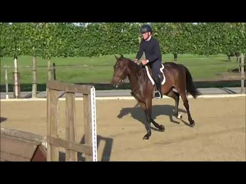 Nallmann: TALLMANN TN x LASINO