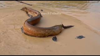 मछली के करंट से मगरमच्छ की मौत|crocodile vs electric fish |Electric eel used for catching crocodile
