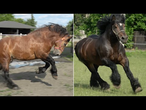 Tu liczy się siła i charakter – hodowla koni zimnokrwistych u Jana Stasiaka