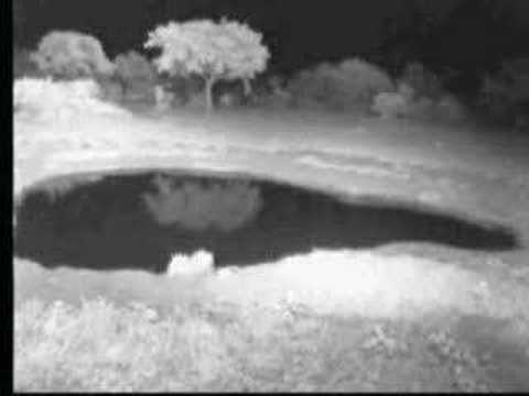 Hyena 2.17.07 3.35am