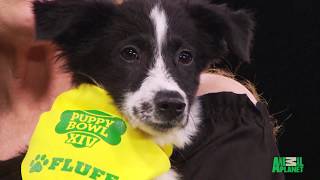 Puppy Bowl XIV:  Mango