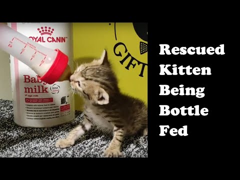 Rescued Kittens Being Bottle Fed Kitten Formula Milk 😸
