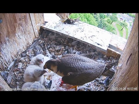Peregrine Falcon Zamora Spain - Samica Tromba z dostawą , samiec 20C w kolejce 🐥🐥🐥🥰