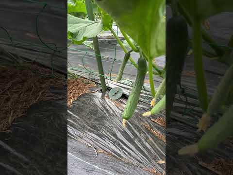 収量を促進するキュウリの仲間は何ですか?自分自身を教育してください！  庭園
