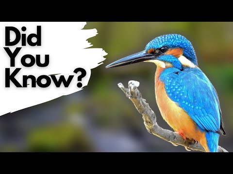 Things You Need To Know About Kingfishers