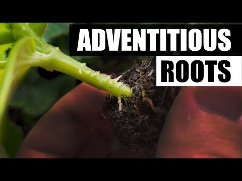 Solutions To Blossom End Rot In Tomatoes etc