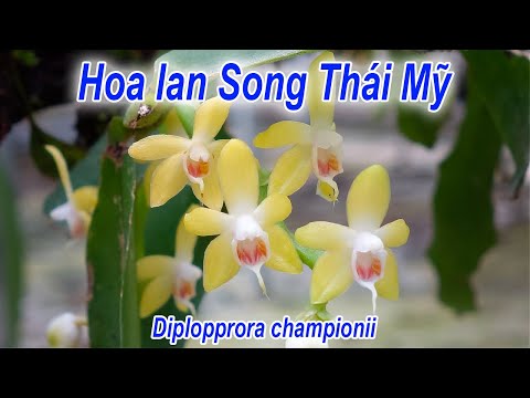 , title : 'Hoa LAN SONG THÁI MỸ ít người biết đến| Diplopprora championii | Hương Rừng Xanh'