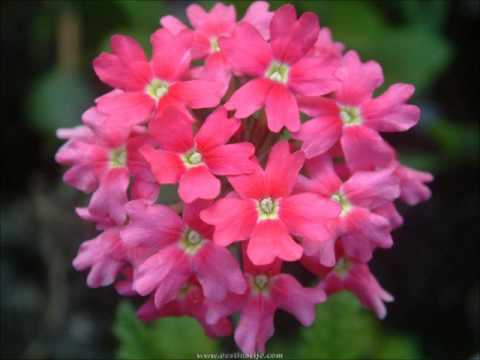 Velinka Grgurević - Kolika je Jahorina planina