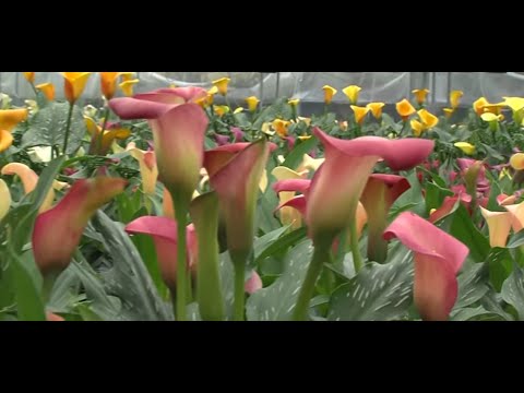 , title : 'How to Grow  and Take Care  Calla Lilies at Home'