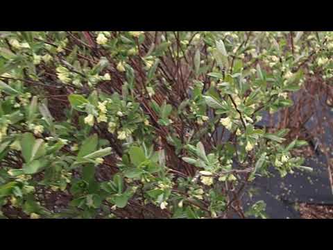 Honeyberry bushes flowering - plnazahrada.cz