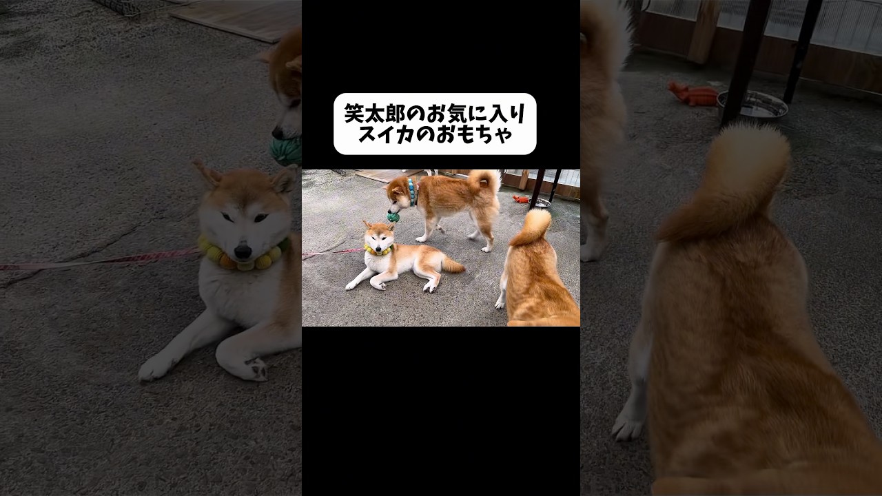 お見舞いする優しい弟にムキってしまったけど反省はしてません #柴犬 #shibainu