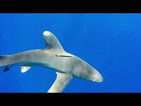 Close encounter with Oceanic Whitetip Shark