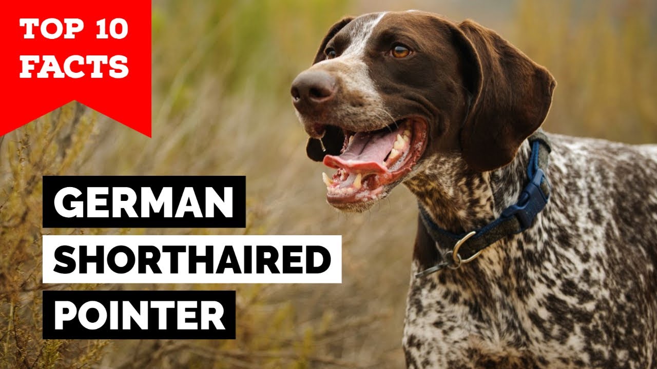 German Shorthaired Pointer - Top 10 Facts