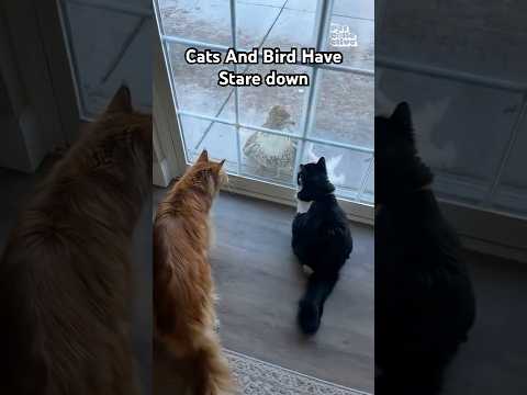 Chats et faucons se regardent à travers une porte vitrée