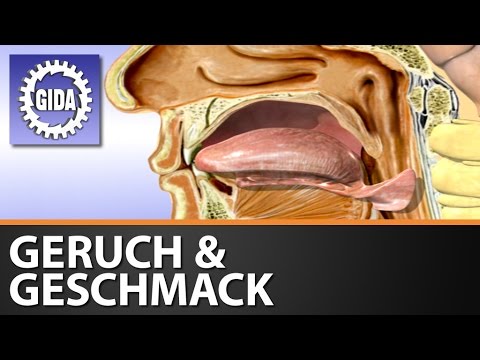 Trailer - Geruch & Geschmack - Die chemischen Sinne - Biologie - Schulfilm