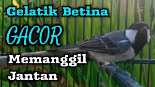 Download lagu Suara gelatik batu betina memanggil jantan paling ampuh mp3 Download lagu Suara gelatik batu betina memanggil jantan paling ampuh mp3