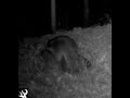 Raccoons Mating In Front Of Camera
