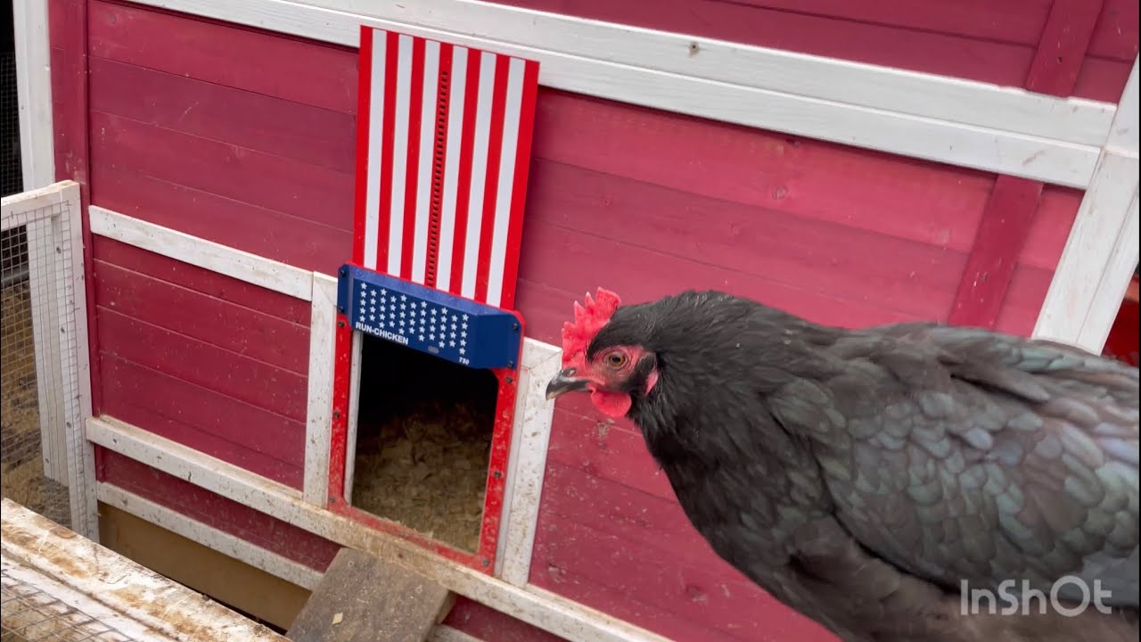 Run-Chicken automatic coop door review! After almost a year of daily use