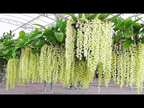 Amazing Orchid Flower Cultivation with Coir - Orchid farming Technique and Harvesting in Greenhouse