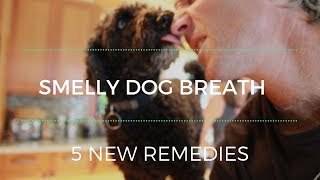 Smelly Dog Breath: 5 NEW Remedies