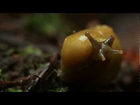 Banana Slugs Unpeeled: Science on the SPOT