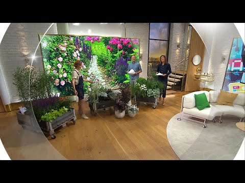 Tid för perenner – tipset för att lugna ner rabatten - Nyhetsmorgon (TV4)