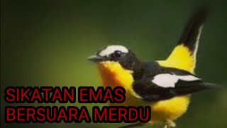 Download lagu Suara Burung Sikatan Emas mp3 Download lagu Suara Burung Sikatan Emas mp3