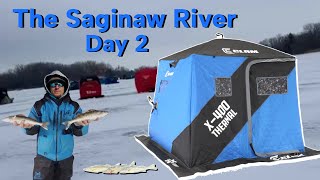 Constant Walleye Action (Saginaw River)