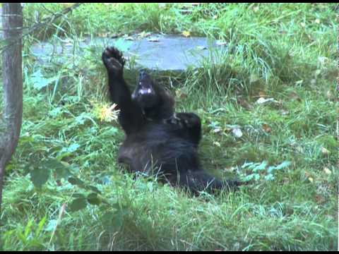 Järv som gör vågen.mov