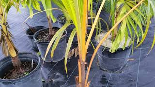 Red Spicata Dwarf Coconut - Also A Little Story.