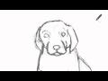 Как нарисовать собаку 