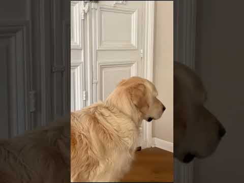 Le crève-cœur 💔 #dogshorts #goldenretriever #dogparents