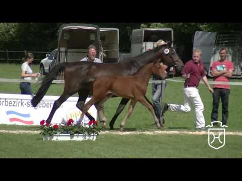 SE066 Stutfohlen von Uriko - Cor de la Bryère - Landgraf I