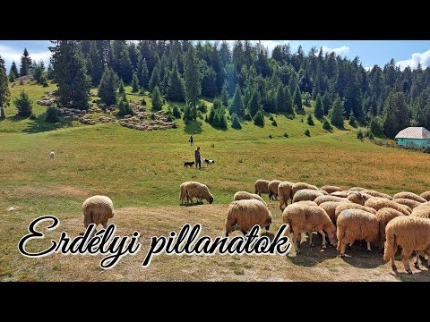 Ez is Erdély - Székelyföld - Gyimesek - Juhnyájak - hazatérő marhacsorda - Szamarak