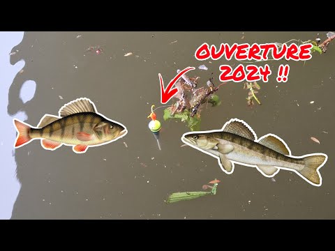 Une OUVERTURE 2024 INCROYABLE ! Pêche au vif #17