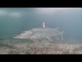 Video Thumbnail for Underwater FISH Camera Footage! Crystal CLEAR Multi Species UNEDITED