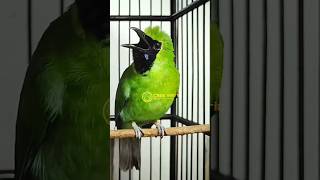 Download lagu Cucak ijo rasa bajing kekes #shorts mp3 Download lagu Cucak ijo rasa bajing kekes #shorts mp3