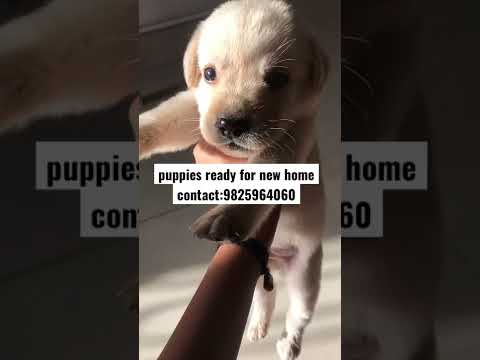 #surat #suratdog #labradorpuppy #dog#doglover #puppiesforsale #sale
