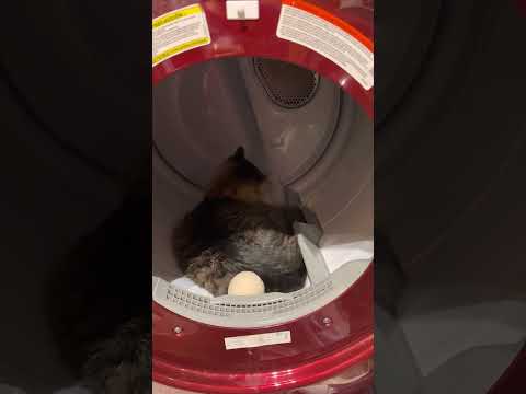 BB Seraphine inside the dryer!!!