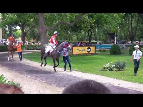 Kincsem Park - Flandorffer Tamàs emlèkverseny jàrtatò 17-07-02