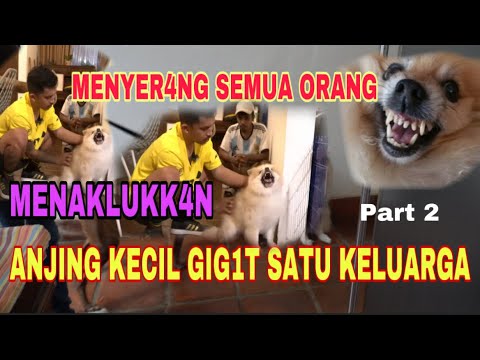 MERASA JADI BOS ‼️ ANJING INI M3NYER4NG SEMUA ORANG