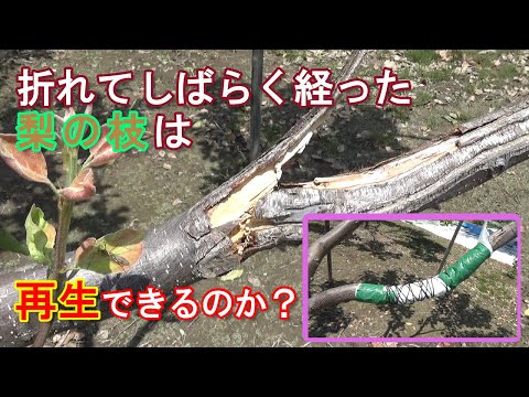 折れた木の枝を修復するにはどうすればよいですか?シンプルな解決策があります。  庭園