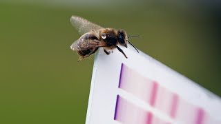 The Concept of Fully Automated HPTLC Analysis on the Example of Sugars in Honey