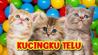 Download lagu Lagu Kucingku Telu Kabeh Lemu Lemu Si Meong Kucing... mp3