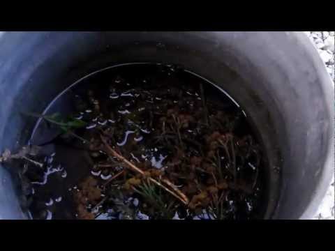 comment traiter efficacement les puces